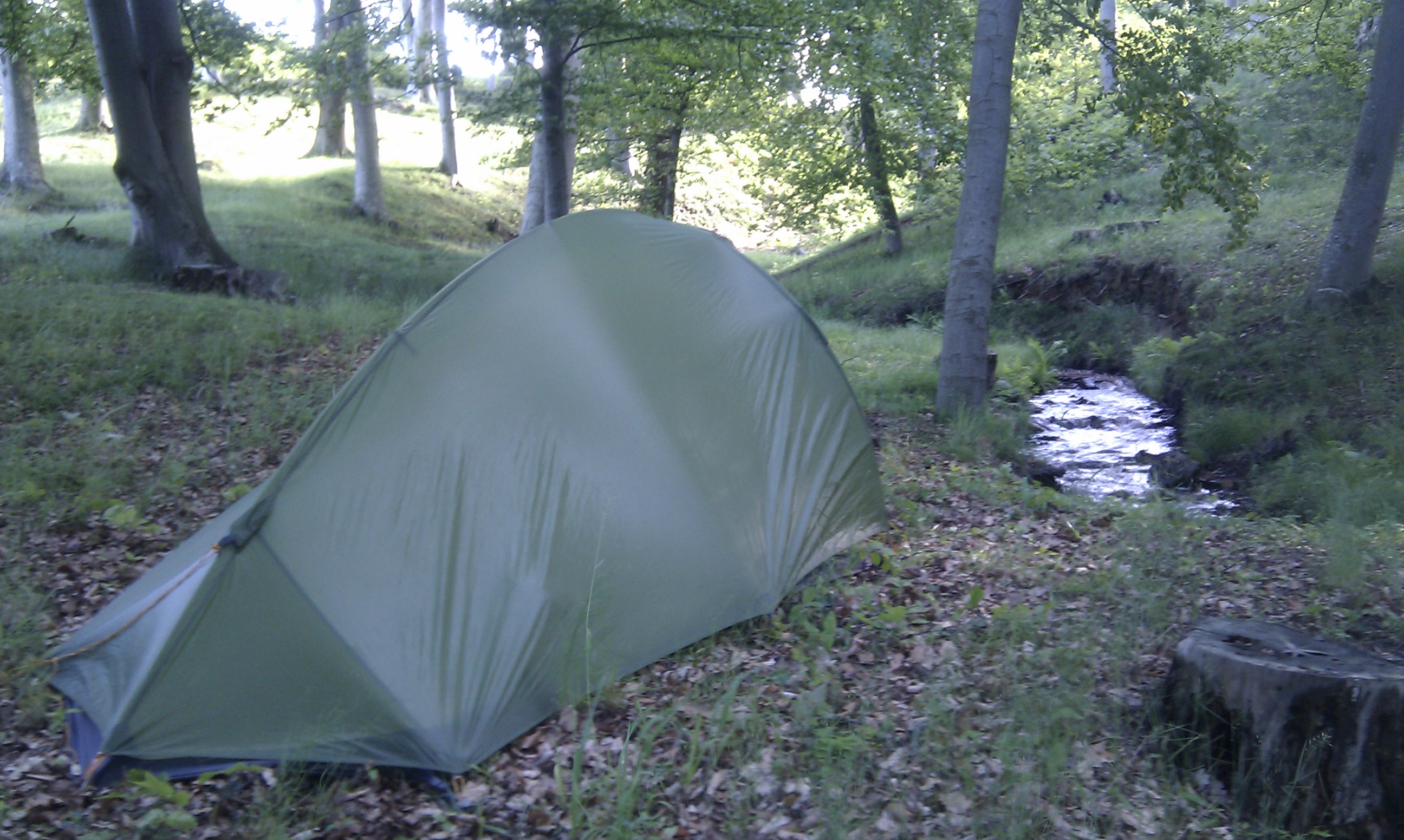 Spend a lot of time in forests