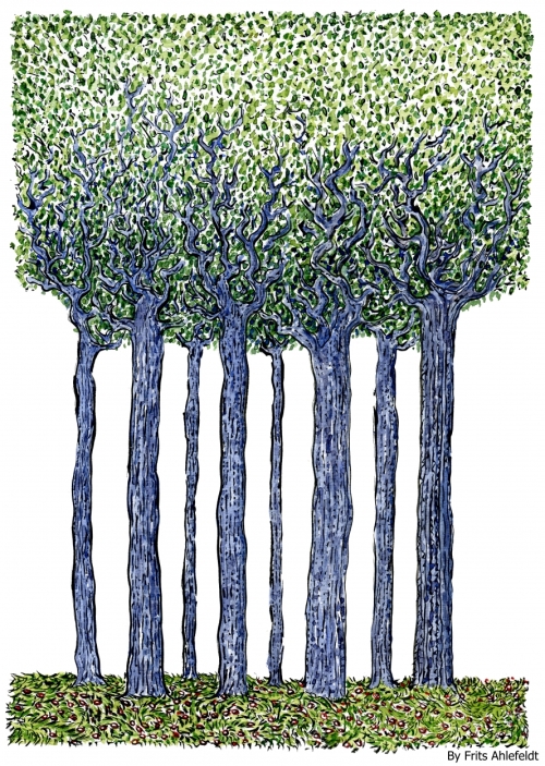 Drawing of a group of tall trees