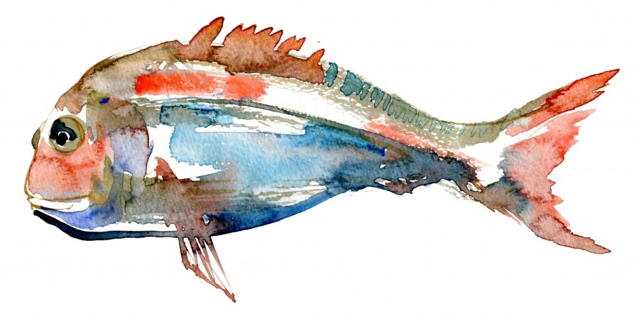 watercolor of a fish