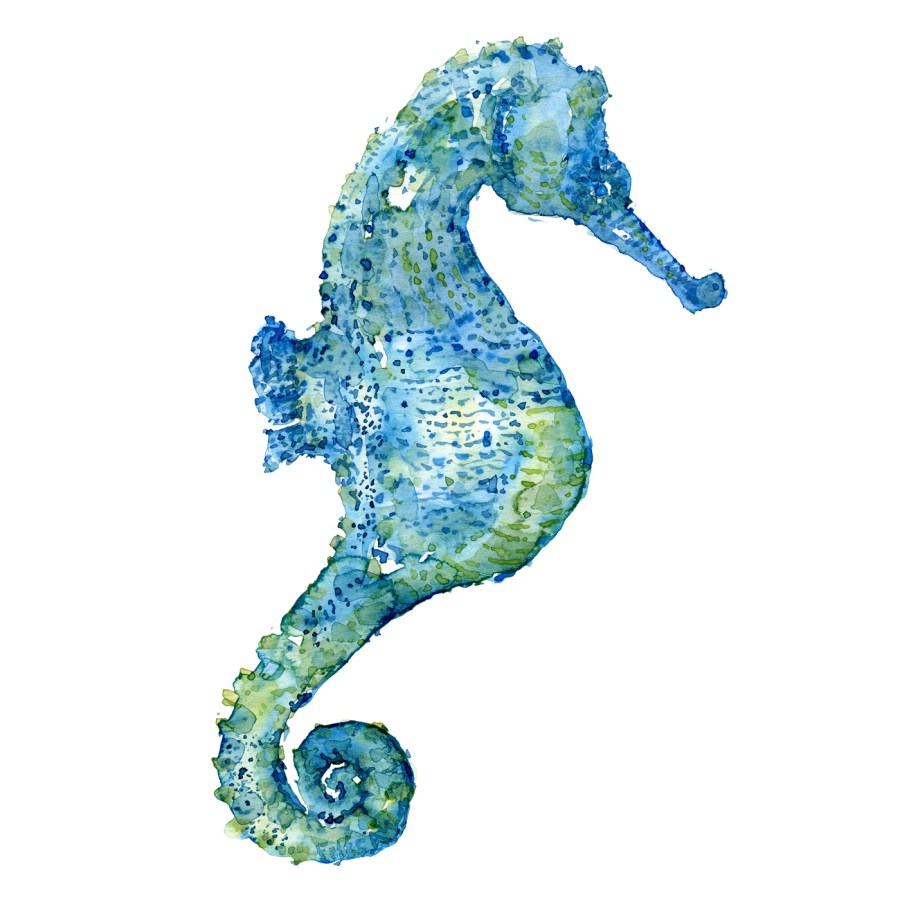 Blue Seahorse in watercolor, by Frits Ahlefeldt