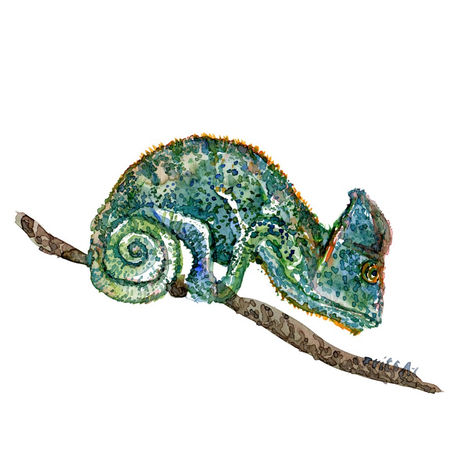 Watercolour sketch of Chameleon sitting on branch, by Frits Ahlefeldt
