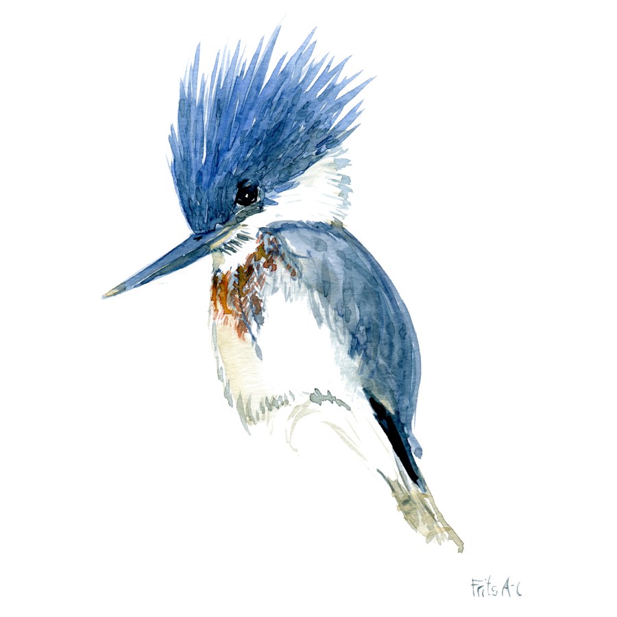 Illustration of Kingfisher by Frits Ahlefeldt