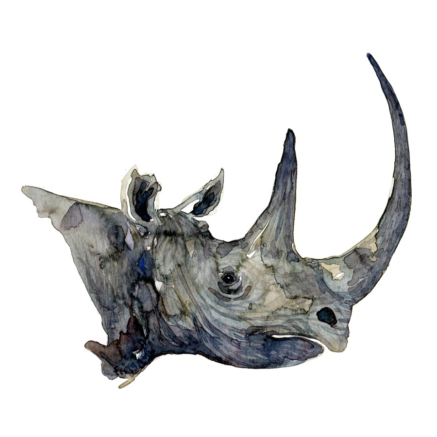 Watercolor drawing of a rhino head