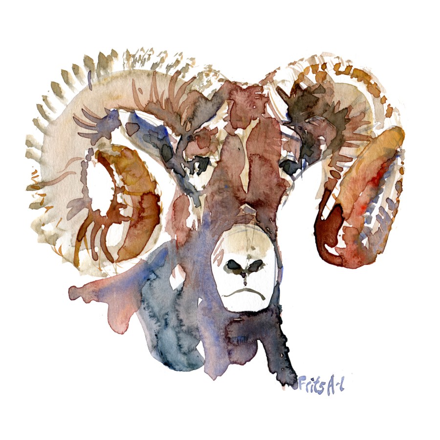 Watercolour of Bighorn sheep, by Frits Ahlefeldt