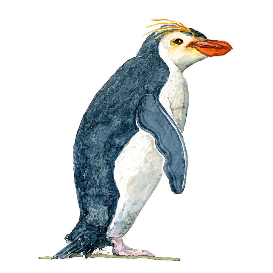Penguin watercolor painting by Frits Ahlefeldt
