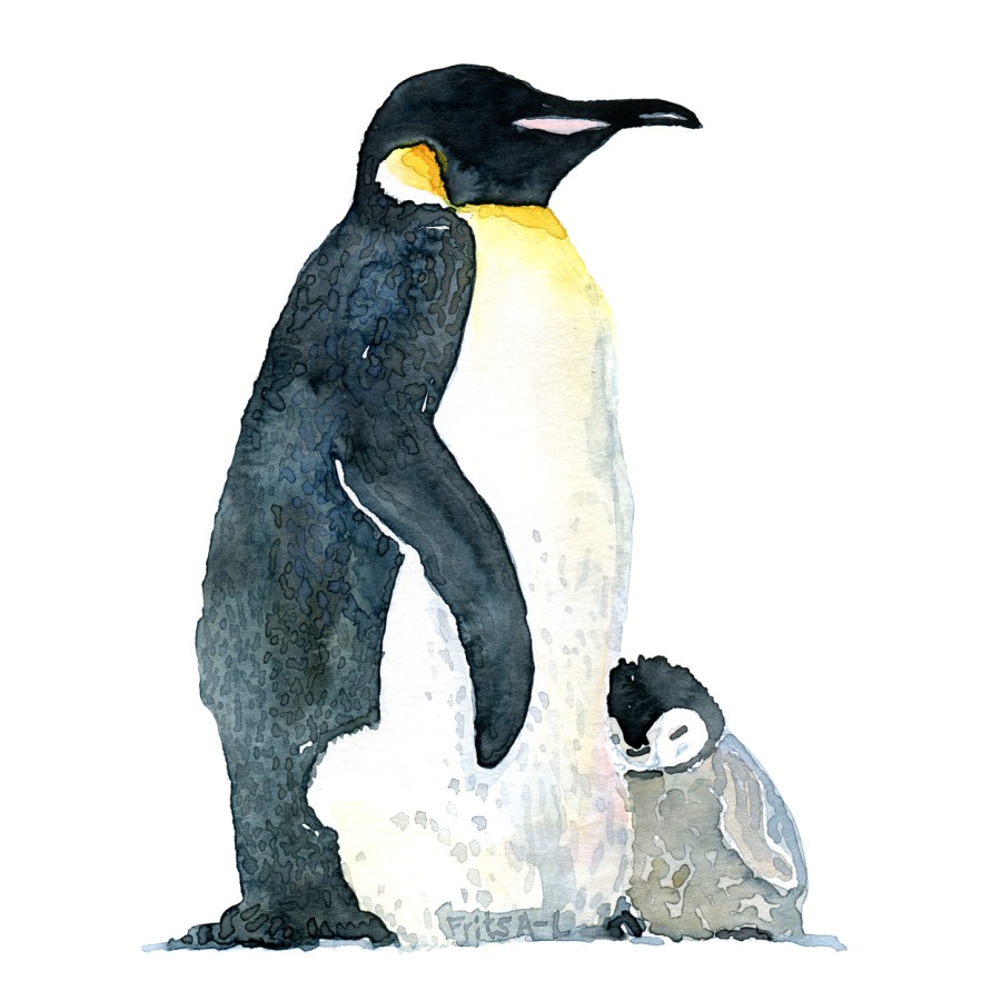 Penguin watercolor painting by Frits Ahlefeldt