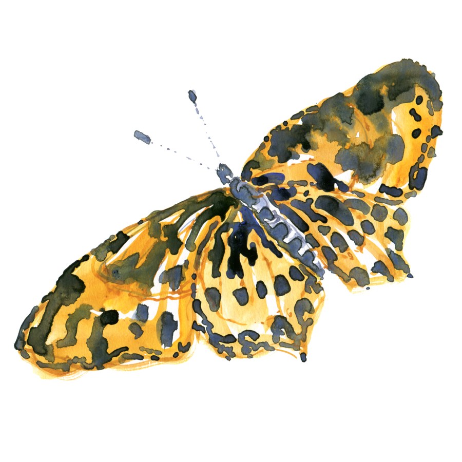 Watercolour - akvarel af Frits Ahlefeldt - sommerfugl