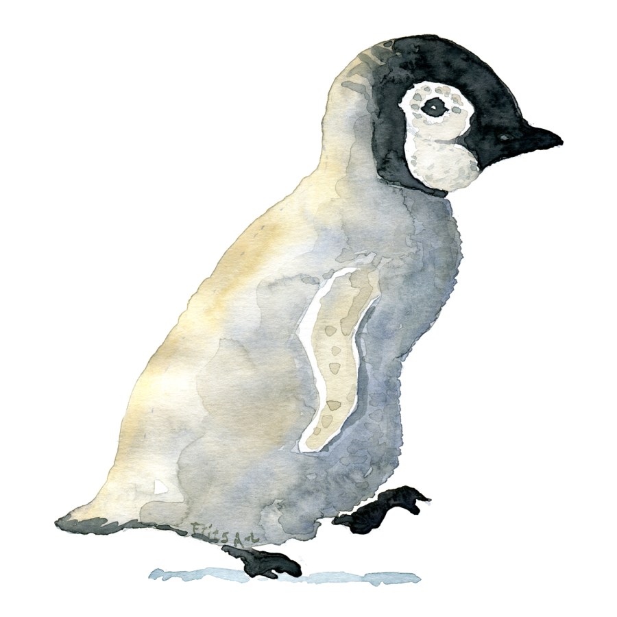 Penguin watercolor painting by Frits Ahlefeldt