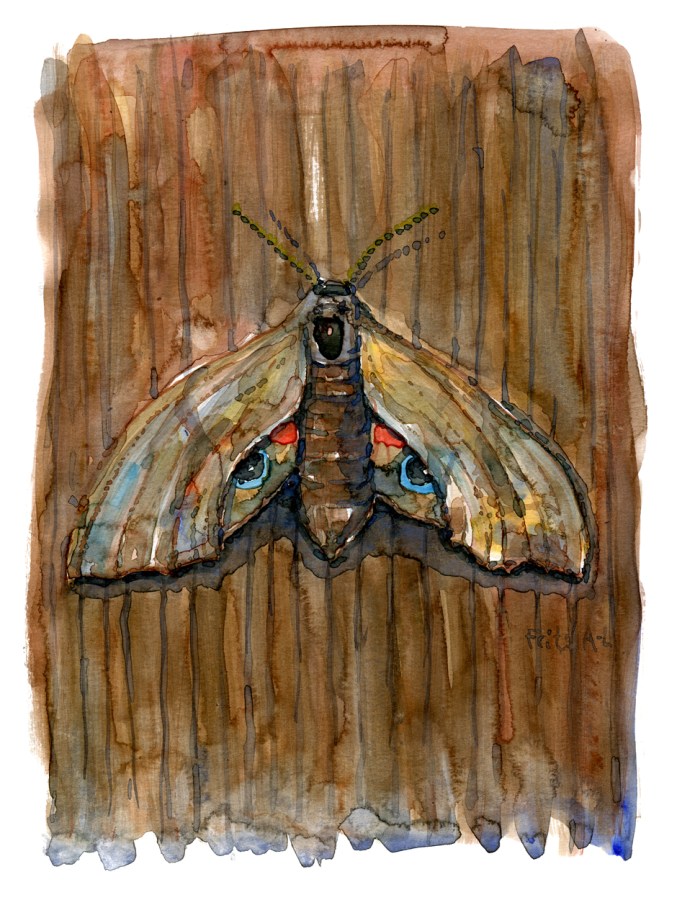 Butterfly watercolor by Frits Ahlefeldt