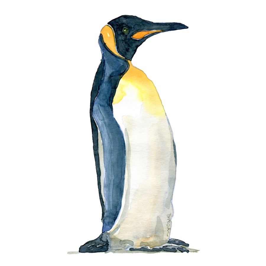 Penguin watercolor painting by Frits Ahlefeldt