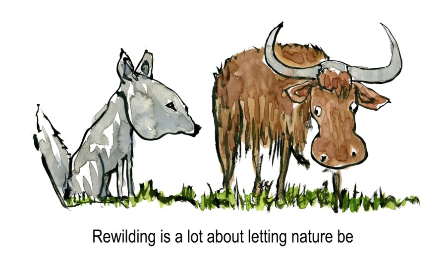 wolf and cow looking at each other