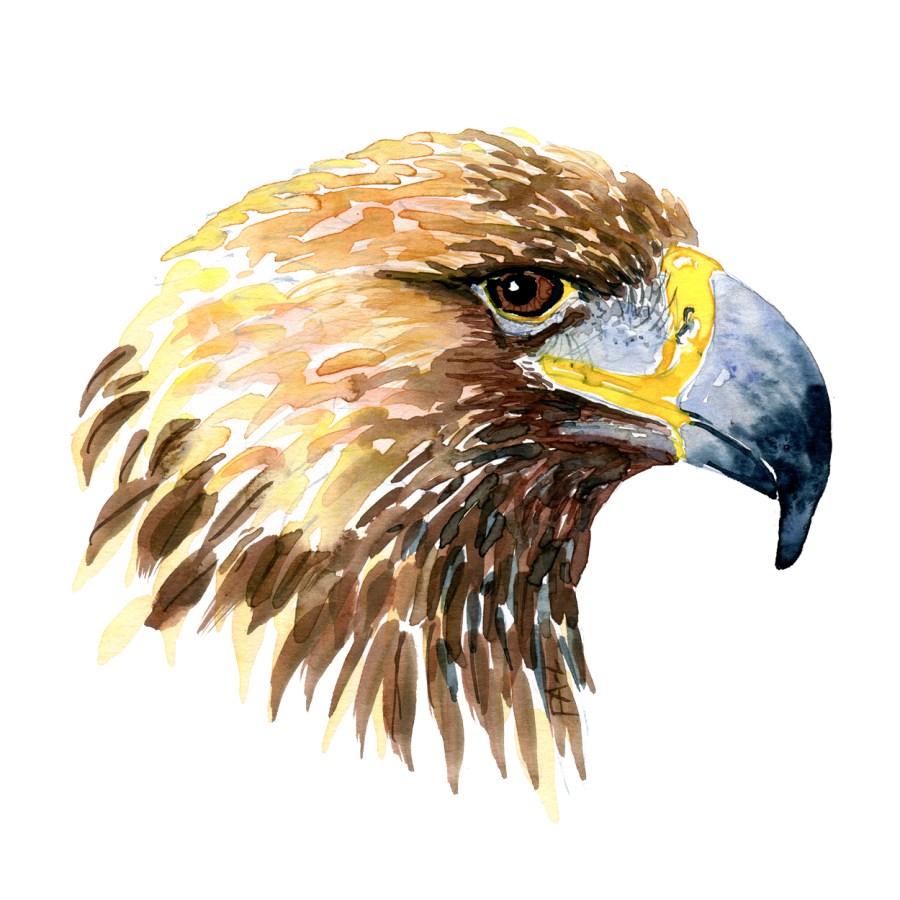Watercolor painting of an eagle head