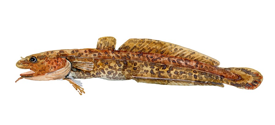 Watercolor of freshwaterfish, by Frits Ahlefeldt - Knude Dansk Ferskvandsfisk