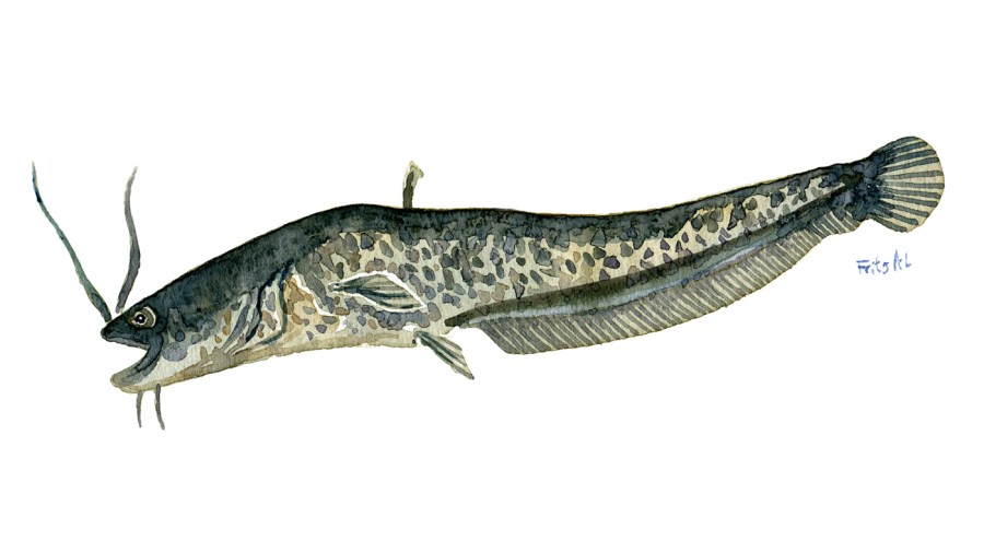 Watercolor of freshwaterfish, by Frits Ahlefeldt - Malle - Dansk Ferskvandsfisk