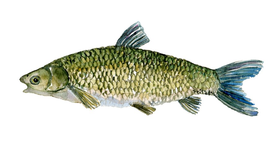 Watercolor of freshwaterfish, by Frits Ahlefeldt - Graeskarpe Dansk Ferskvandsfisk