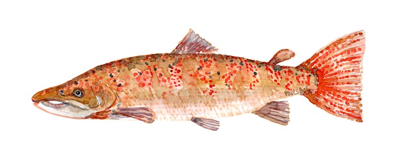 Watercolor of freshwaterfish, by Frits Ahlefeldt - Laks Dansk Ferskvandsfisk
