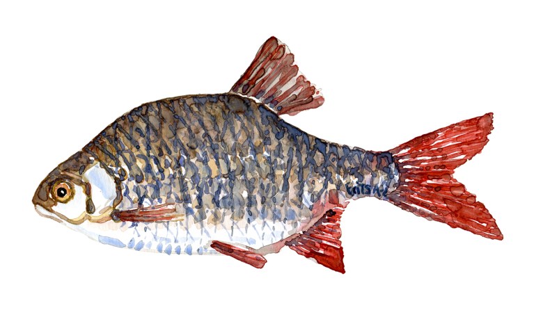 Watercolor of freshwaterfish, by Frits Ahlefeldt - Rudskalle Dansk Ferskvandsfisk