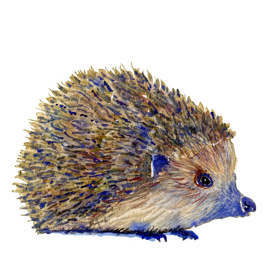 Watercolor of hedgehog, artwork by Frits Ahlefeldt