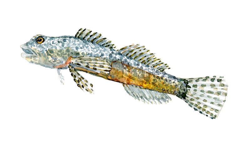 Watercolor of freshwaterfish, by Frits Ahlefeldt - Finnestribet feskvandshulk Dansk Ferskvandsfisk