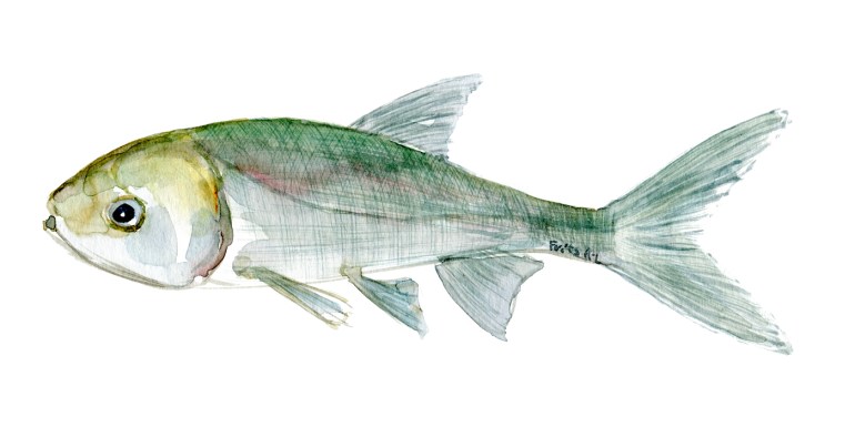 Watercolor of freshwaterfish, by Frits Ahlefeldt - Karpe Dansk Ferskvandsfisk