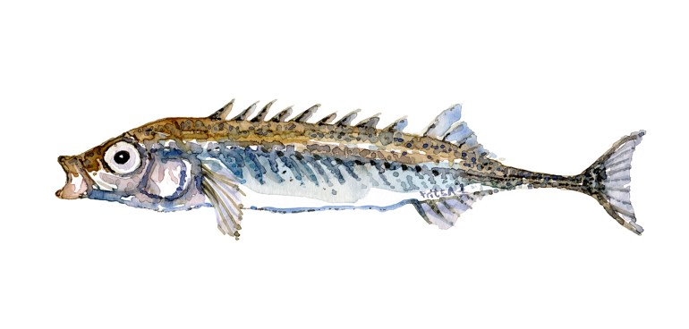 Watercolor of freshwaterfish, by Frits Ahlefeldt - Nipigget hundestejle Dansk Ferskvandsfisk