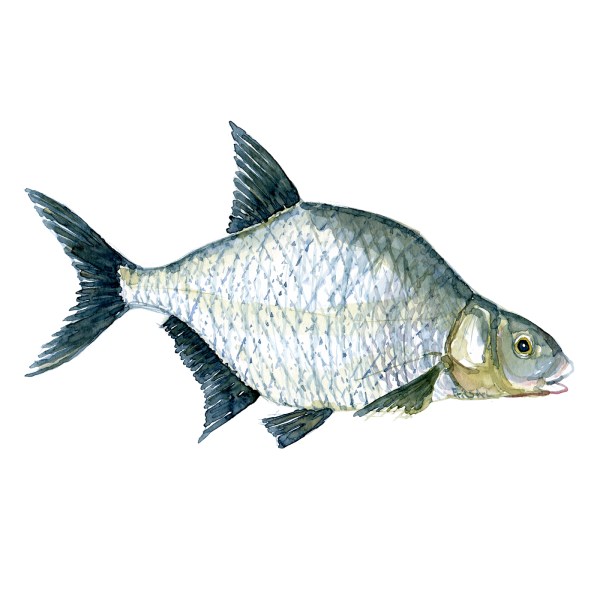 Watercolor of freshwaterfish, by Frits Ahlefeldt - Brasen Dansk Ferskvandsfisk