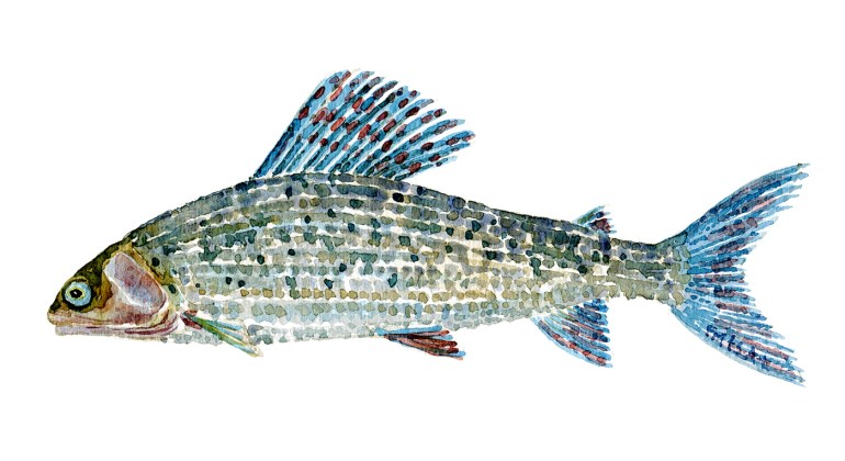 Watercolor of freshwaterfish, by Frits Ahlefeldt - Stalling Dansk Ferskvandsfisk