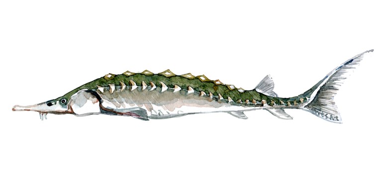 Watercolor of freshwaterfish, by Frits Ahlefeldt - Stør - Dansk Ferskvandsfisk