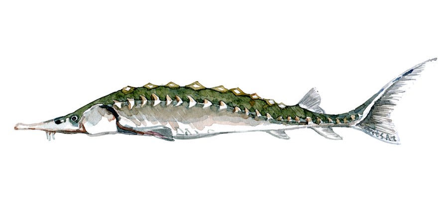 Watercolor of freshwaterfish, by Frits Ahlefeldt - Stør - Dansk Ferskvandsfisk