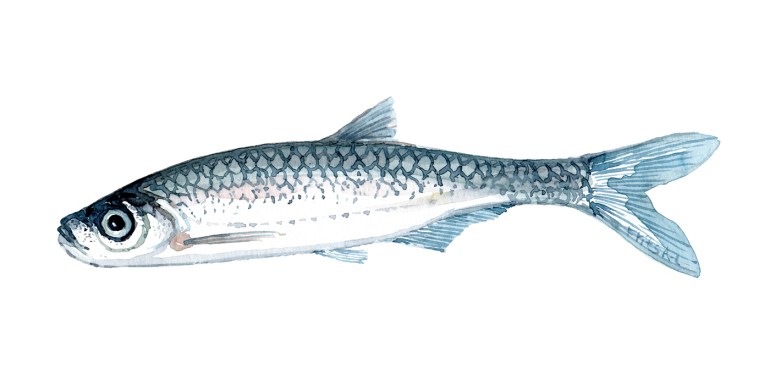 Watercolor of freshwaterfish, by Frits Ahlefeldt - Løje Dansk Ferskvandsfisk