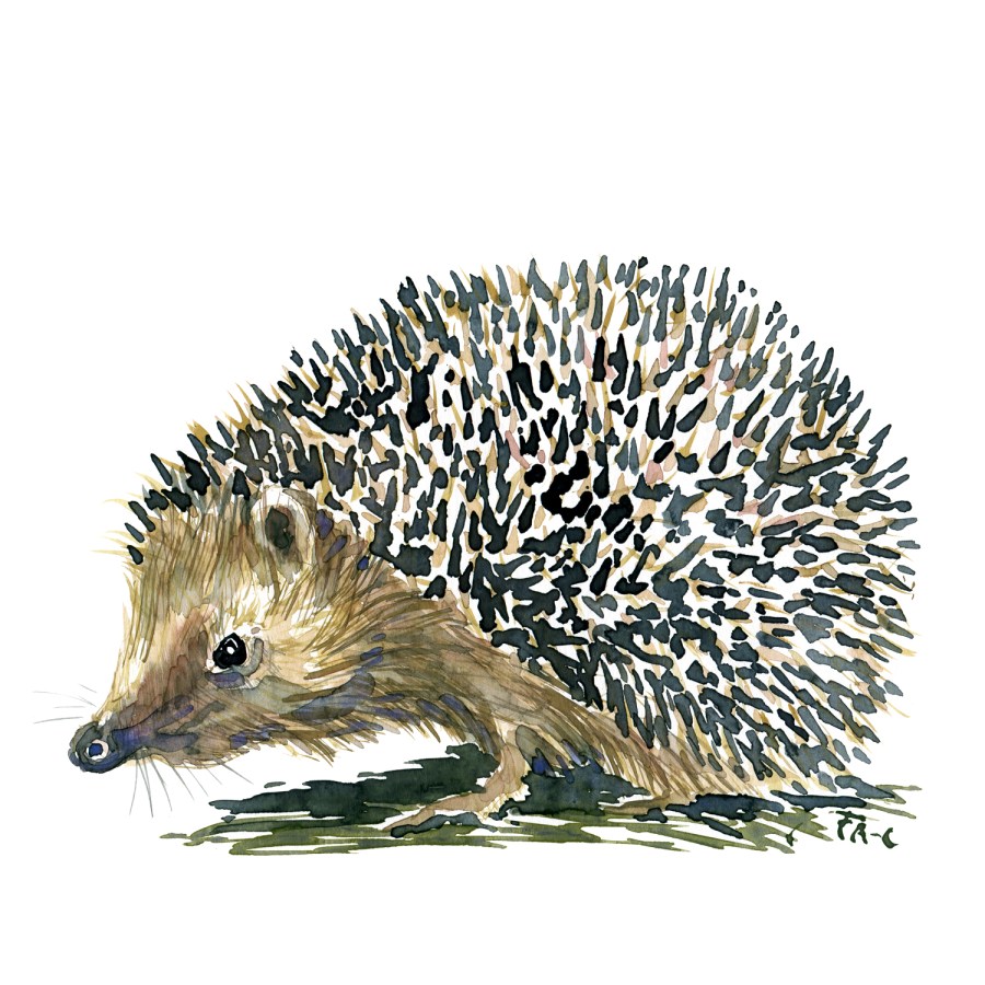 hedgehog watercolor by Frits Ahlefeldt