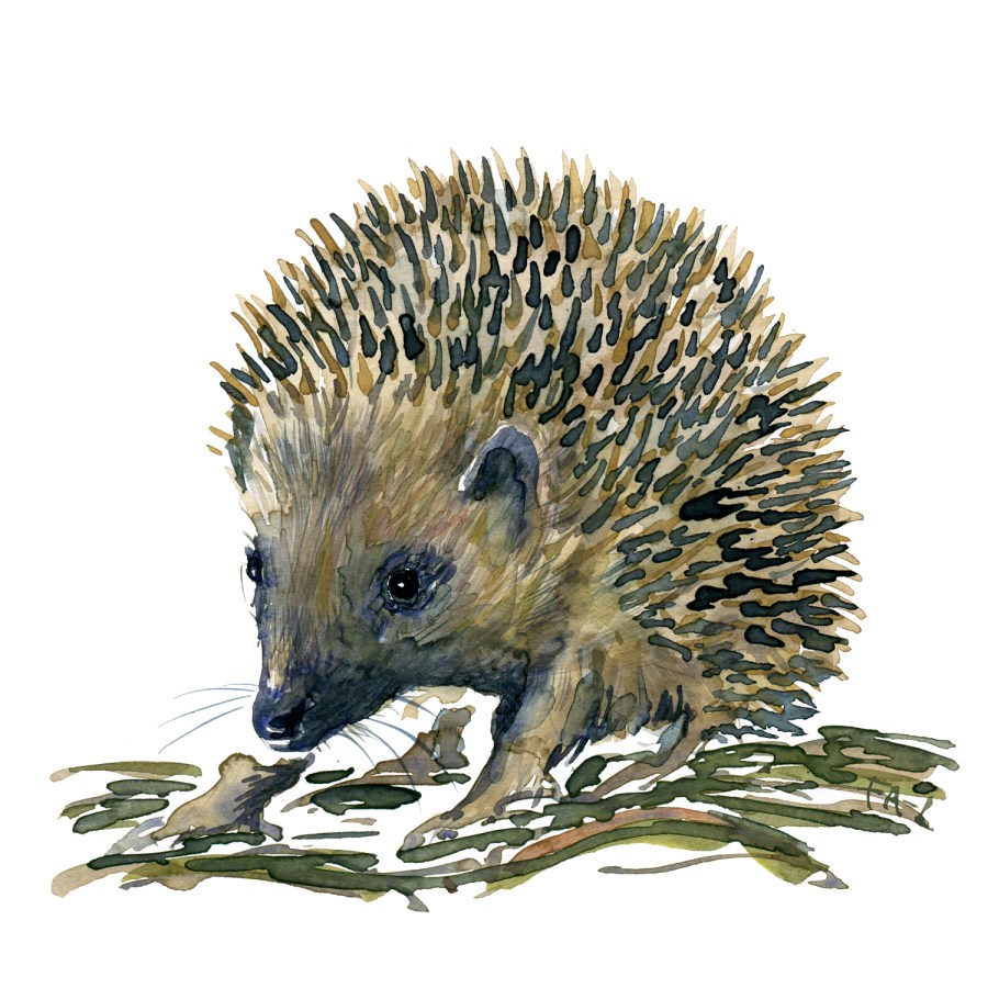 hedgehog watercolor by Frits Ahlefeldt