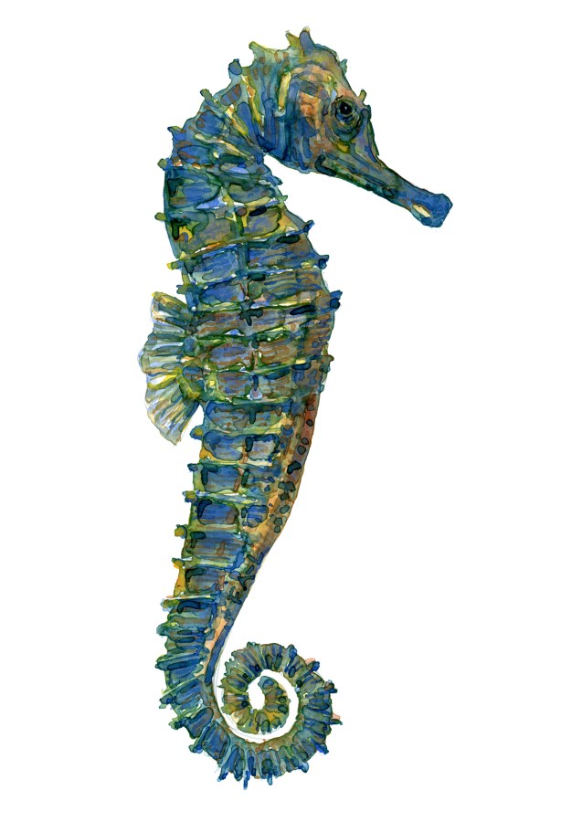 Watercolour of a green seahorse, painting by Frits Ahlefeldt