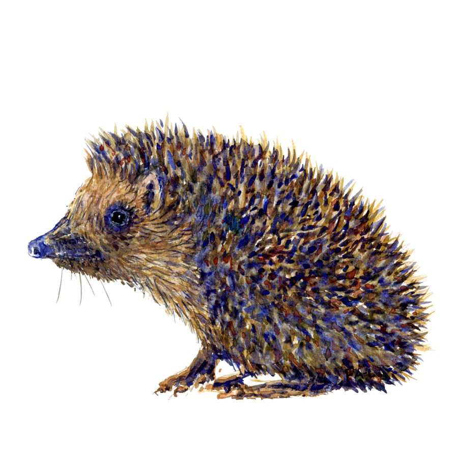 Watercolor artwork of sitting hedgehog mammal, artwork by Frits Ahlefeldt