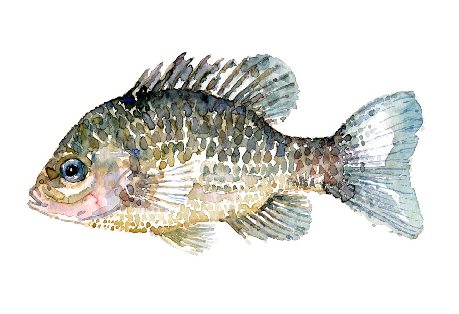 Watercolor of freshwaterfish, by Frits Ahlefeldt - Solaborre Dansk Ferskvandsfisk