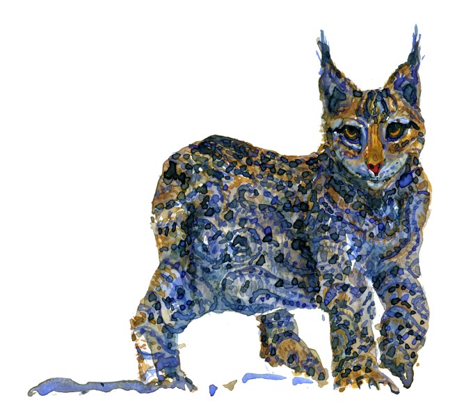 Lynx watercolor illustration by Frits Ahlefeldt