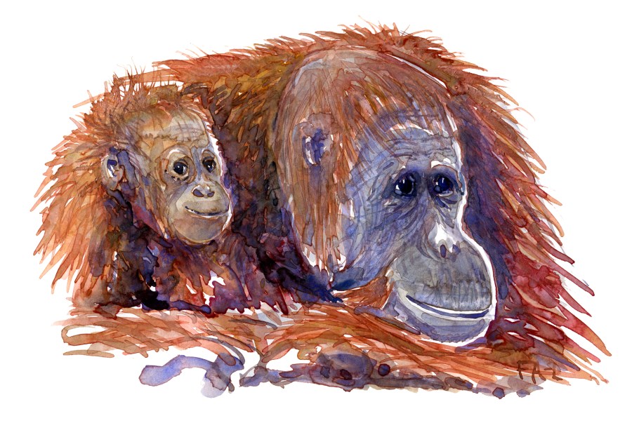 orangutan watercolour by Frits Ahlefeldt