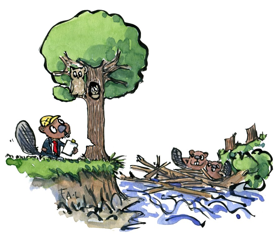 Drawing of a beaver wanting to put down a tree with an owl family in it.
