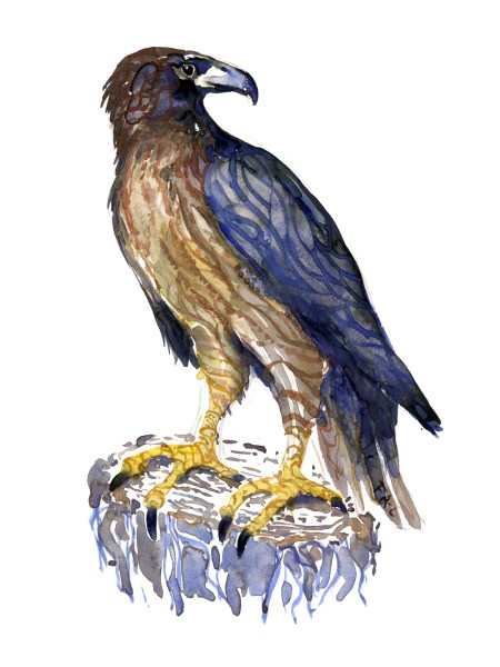 illustration in watercolor of buzzard Painting by Frits Ahlefeldt