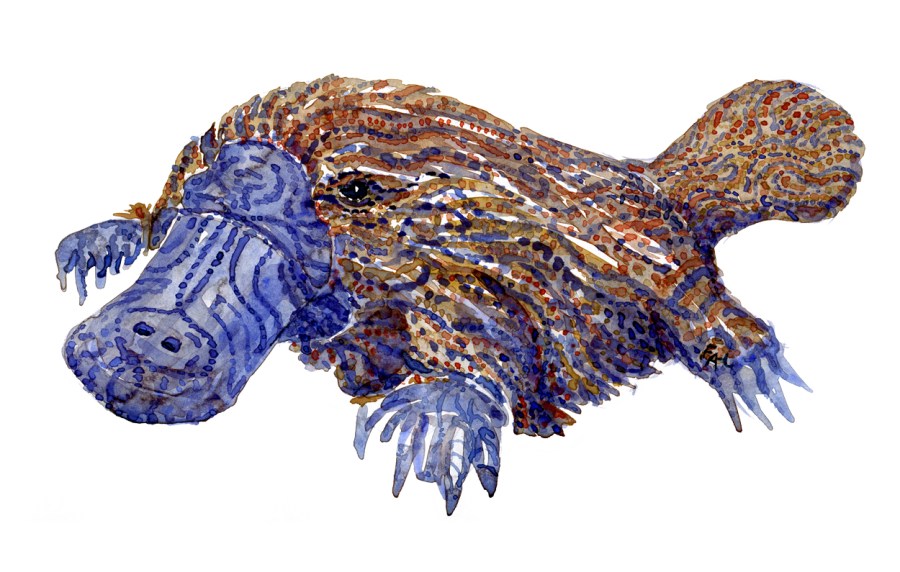Watercolour by Frits Ahlefeldt, of a Platypus with stribes