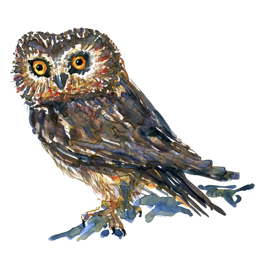 Watercolour by Frits Ahlefeldt of small brown owl, with yellow eyes