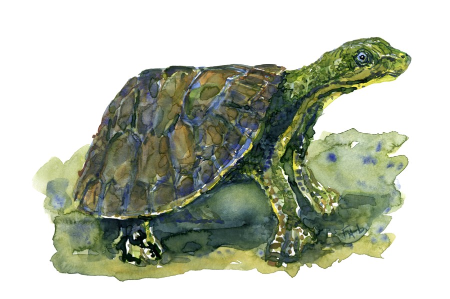 Turtle green watercolor by Frits Ahlefeldt