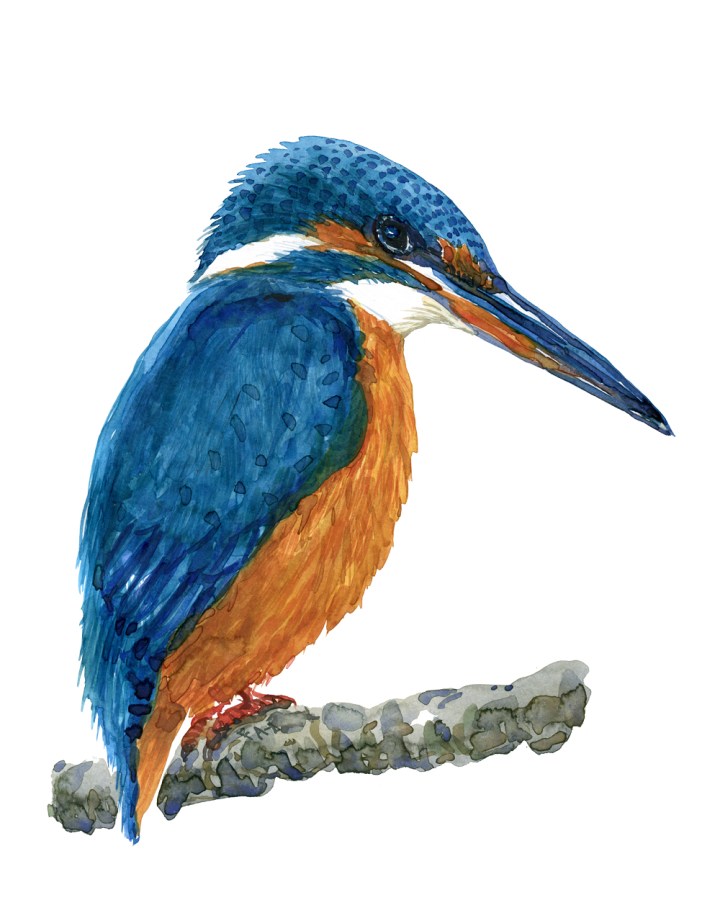 Watercolor of Kingfisher by Frits Ahlefeldt