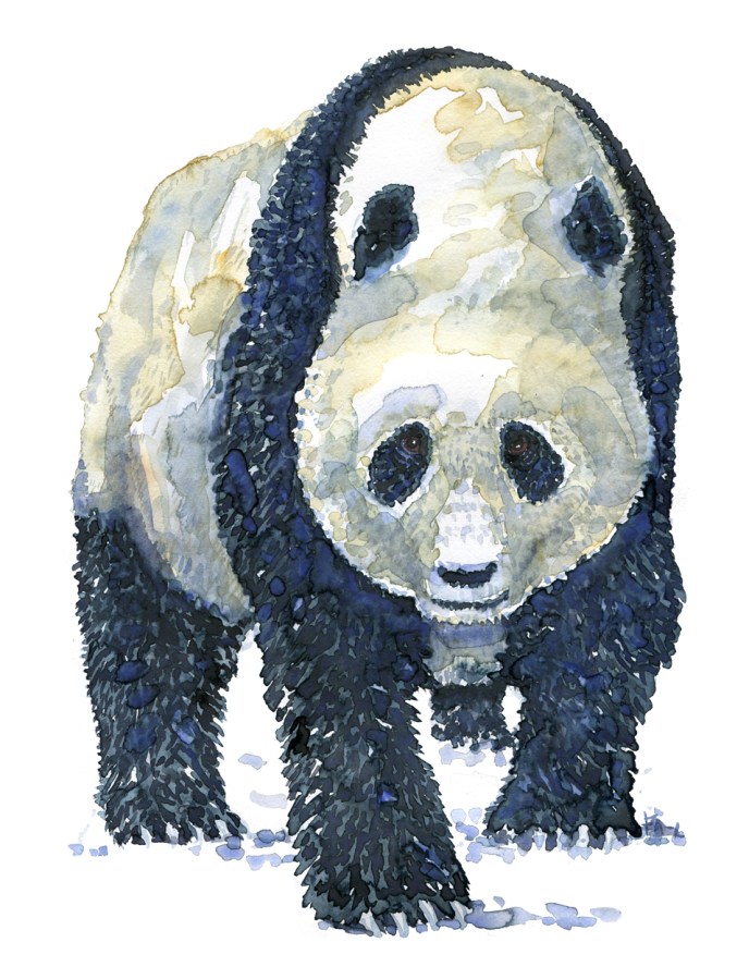 Watercolour of a Panda, by Frits Ahlefeldt