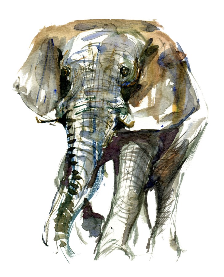 Elephant Watercolor by Frits Ahlefeldt