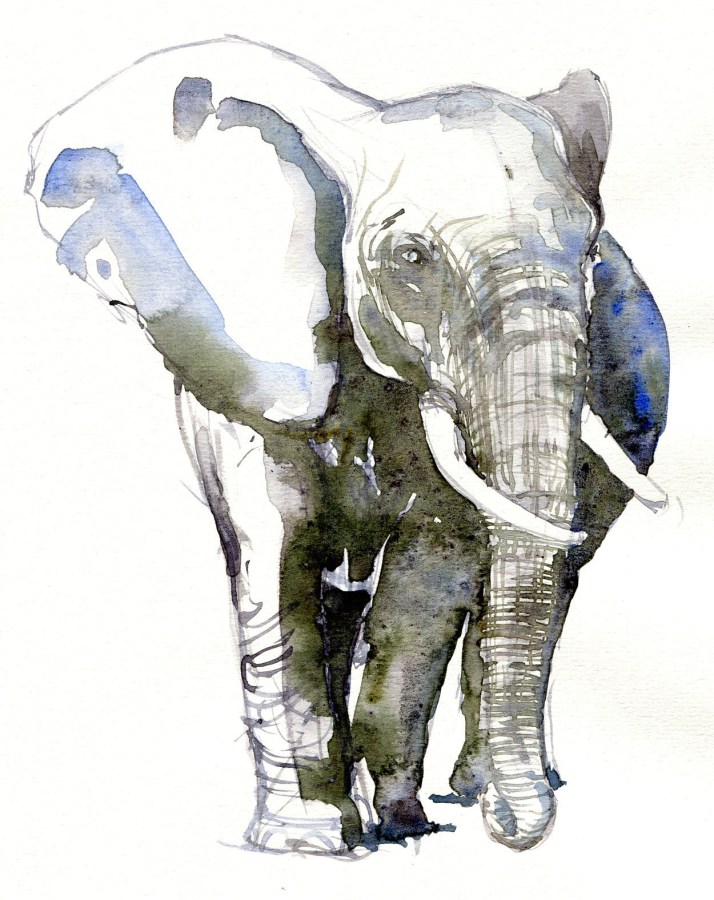 Elephant Watercolor by Frits Ahlefeldt