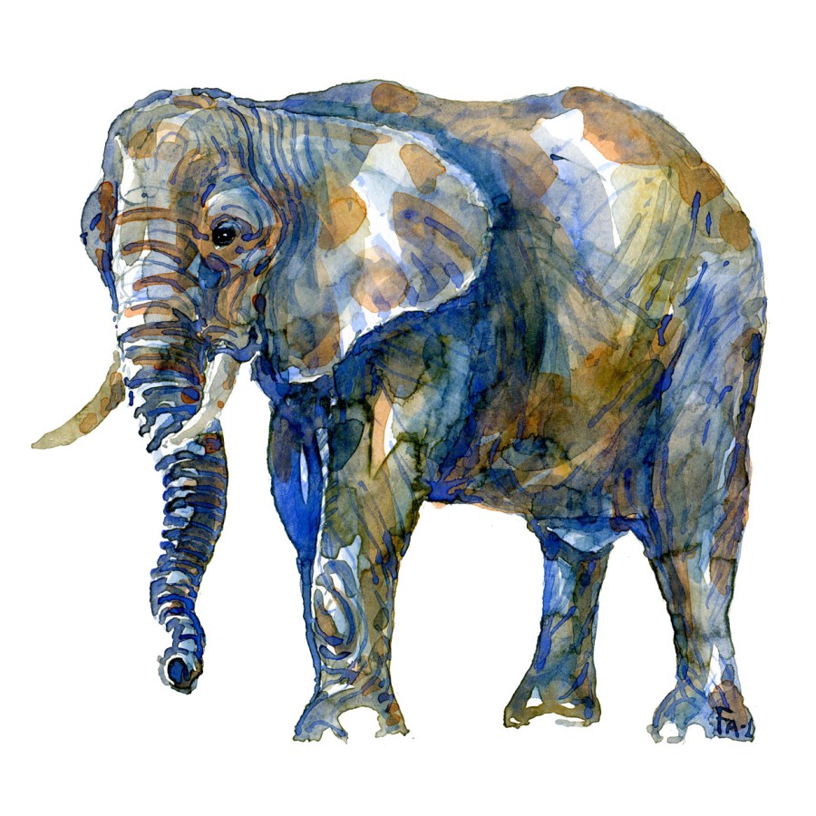 Watercolor of elephant art by Frits Ahlefeldt