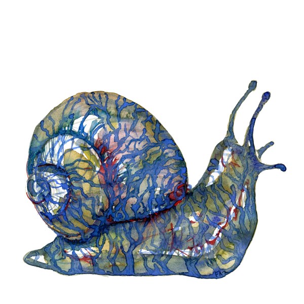 Snail with Tattoo like pattern Watercolor by Frits Ahlefeldt