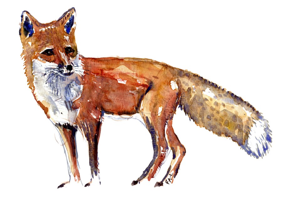 Red fox, sideview, watercolor by Frits Ahlefeldt