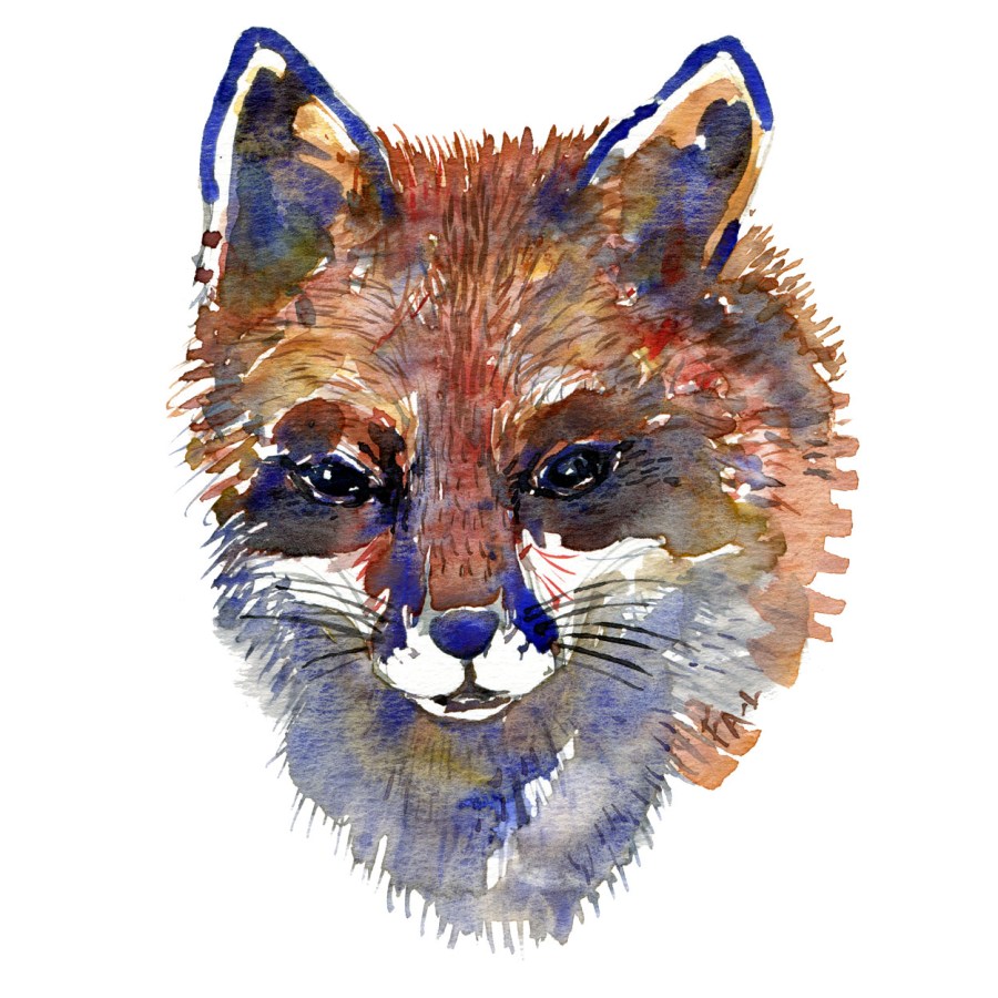 Red fox head in watercolor by Frits Ahlefeldt